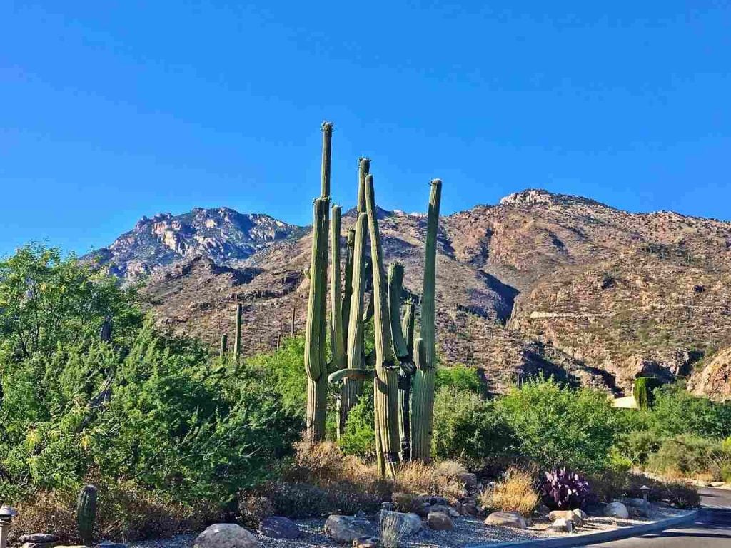 The Desert Botanical Garden, Phoenix | Pocket friendly places to visit in the USA