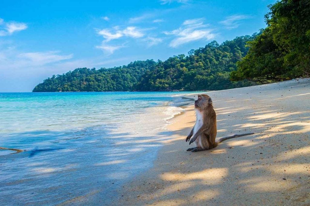 Monkey Beach Phuket