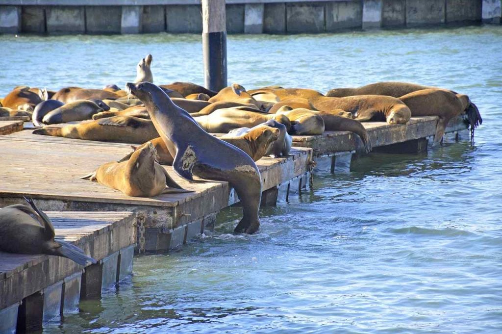 One day in San Francisco on a budget | Sea Lions at Pier 39