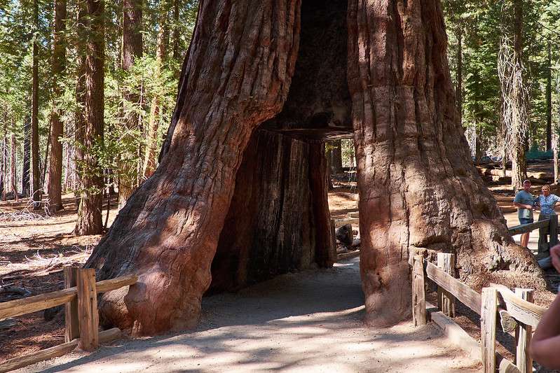 Yosemite in one day | Giant Sequoia at Mariposa Grove