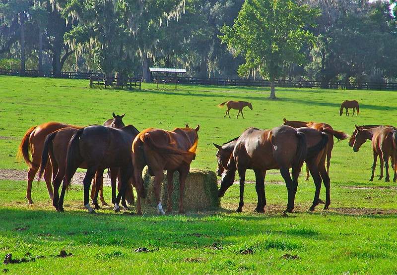 Horse Farm in Ocala