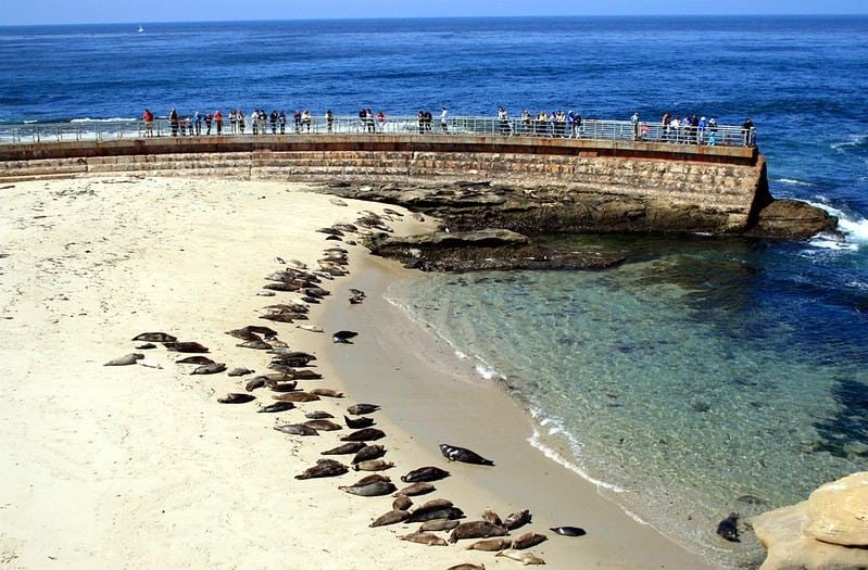cheap things to do in san diego |  Seals at Children's Pool