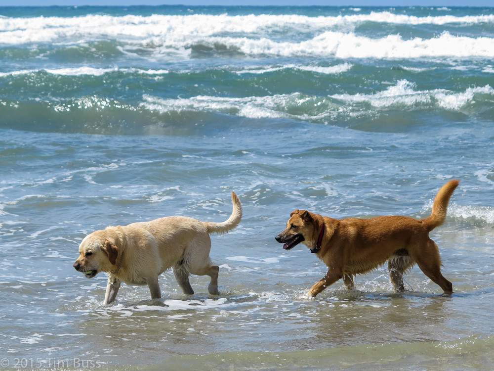 best dog-friendly beaches in California | Del Mar Dog Beach