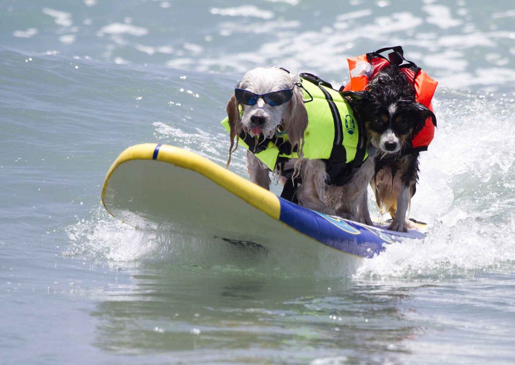 best dog beach in California | Coronado Dog Beach
