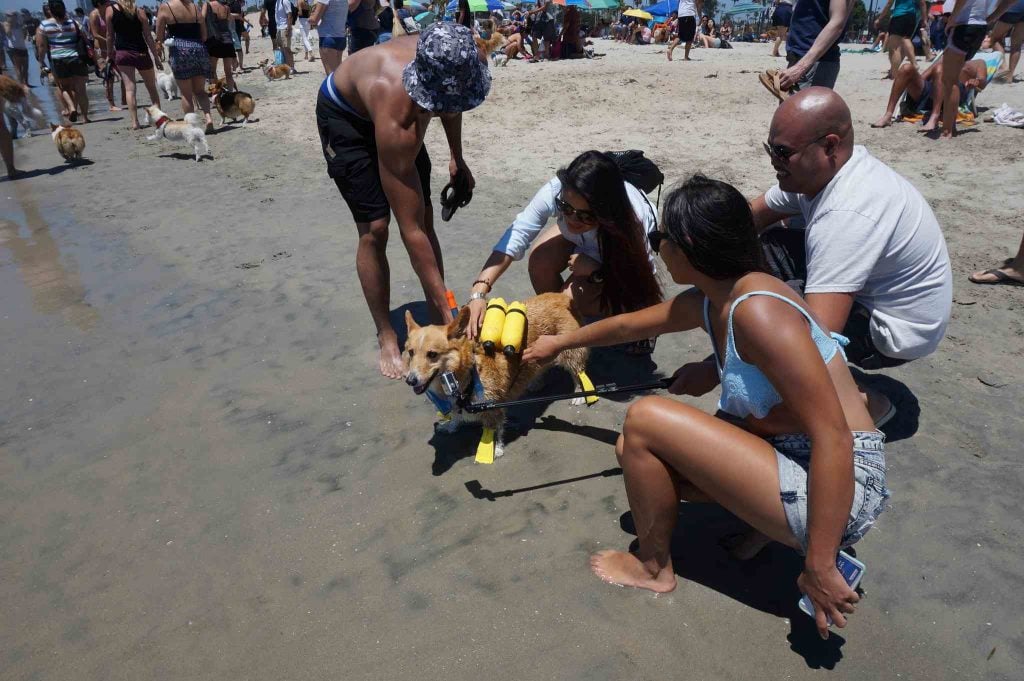 dog friendly beaches in southern California | Rosie’s Dog Beach