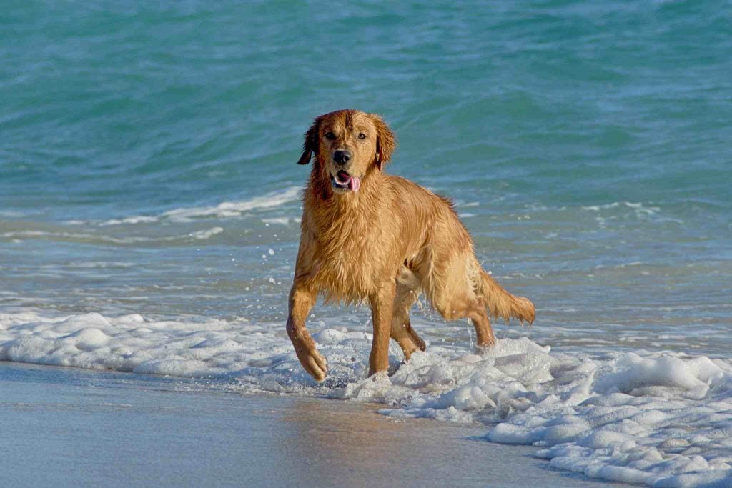 The Original Dog Beach | dog friendly beaches in California