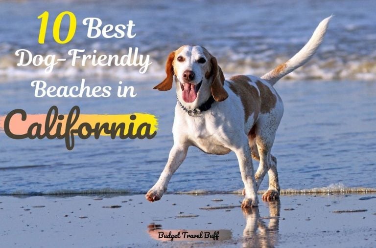 10 Best Dog-Friendly Beaches in California