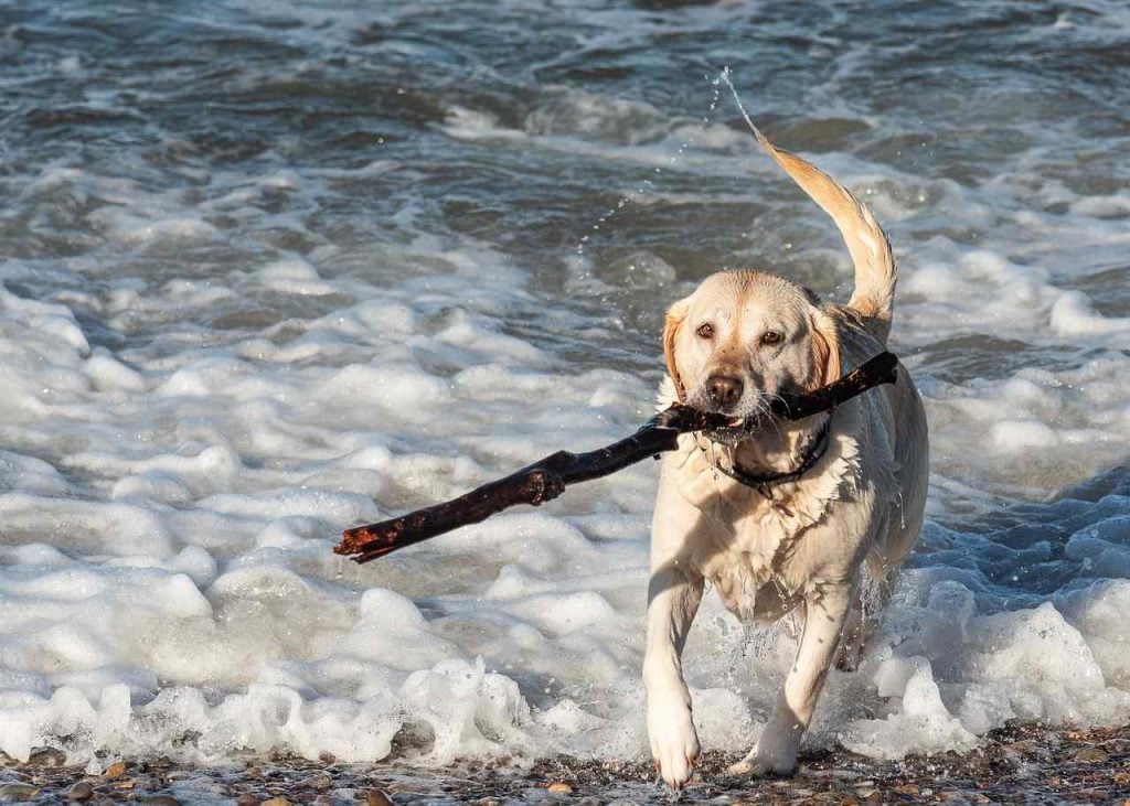 dog friendly beaches in northern California | Carmel Dog Beach