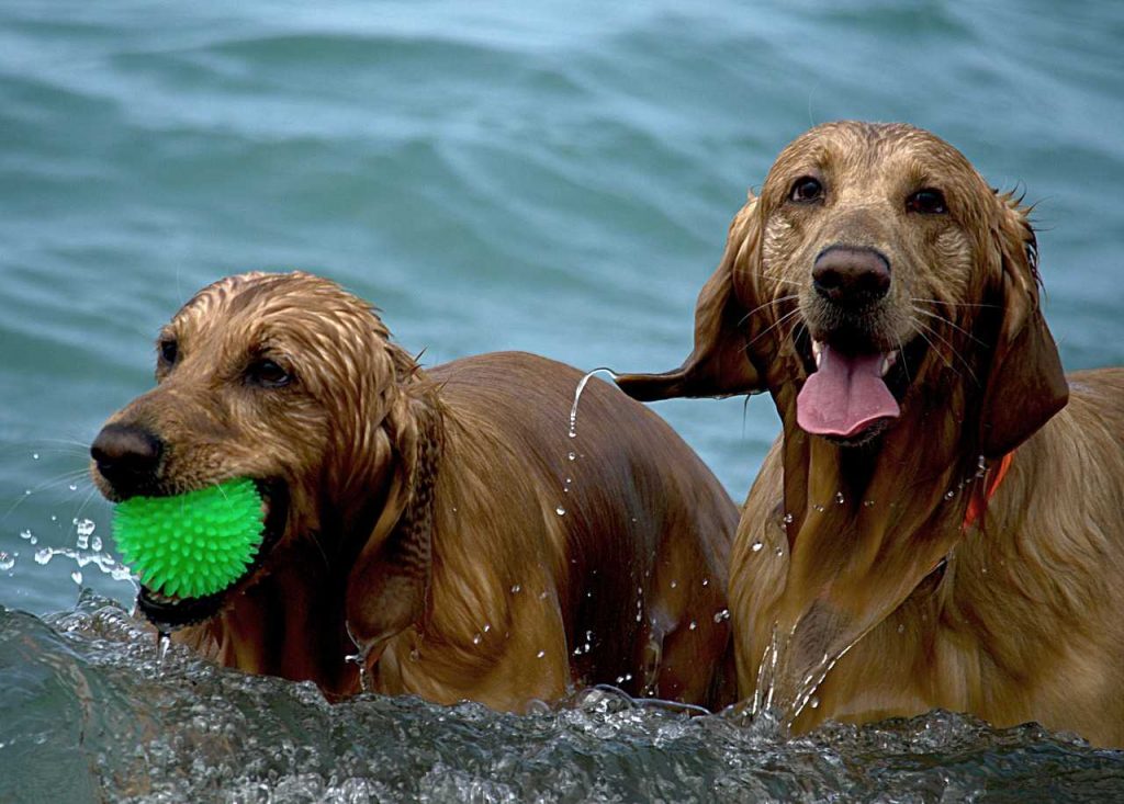 Dogs Playing in Arroyo Burro Beach