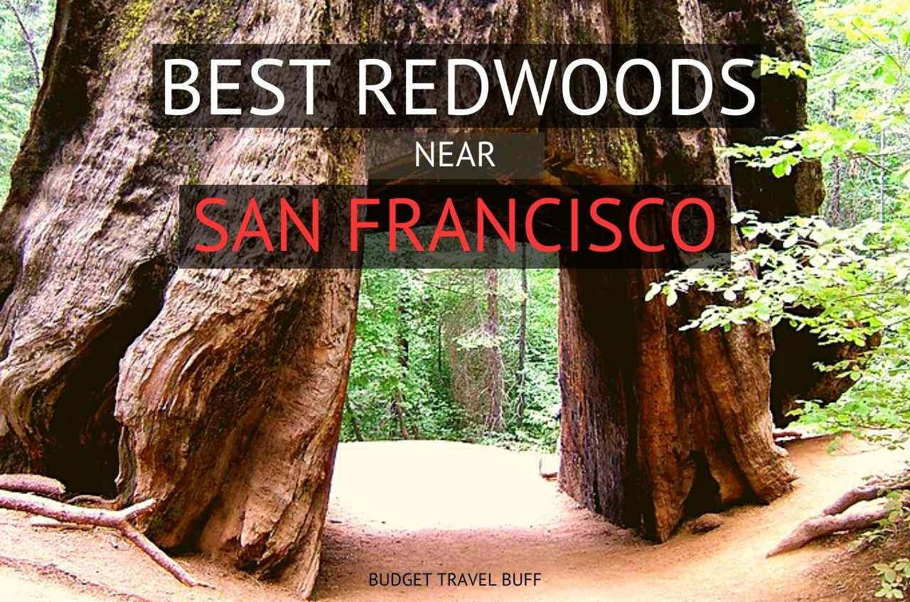 Redwoods near San Francisco
