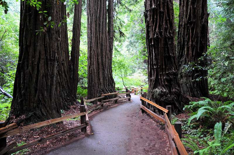 8 Best Redwoods Near San Francisco BudgetTravelBuff