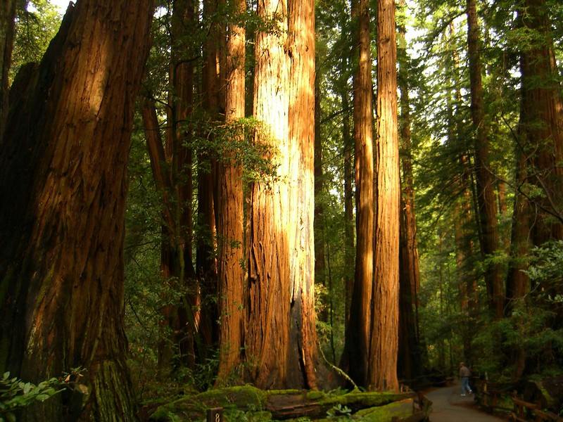 Redwoods in San Francisco