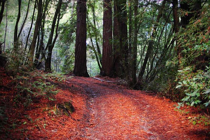 Redwoods near San Francisco | Trail in Samuel P. Taylor State Park