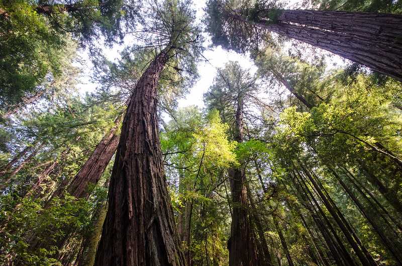 Giant Redwoods in San Francisco
