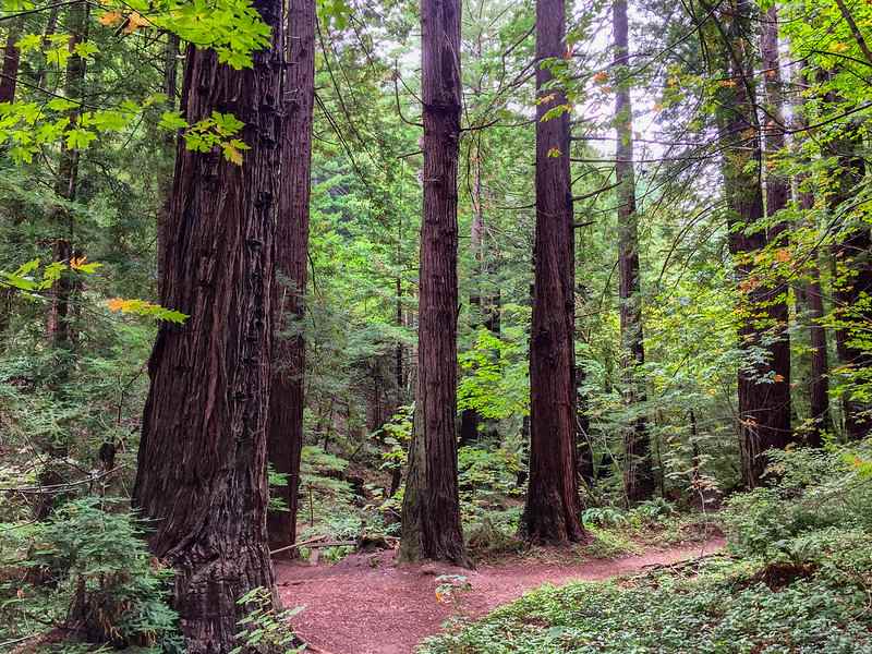 redwood forest near San Francisco