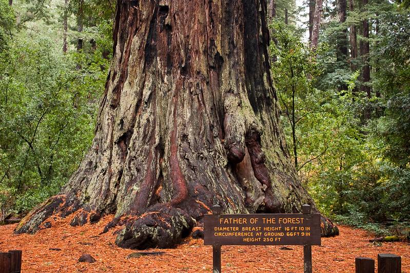 best places to see redwoods near San Francisco
