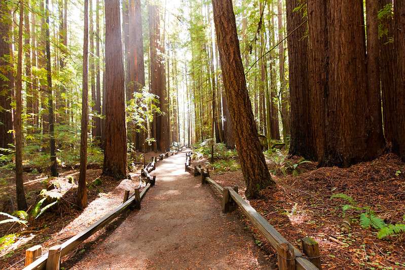San Francisco Redwoods