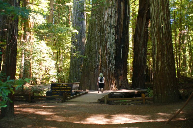 Humboldt Redwoods State Park, California