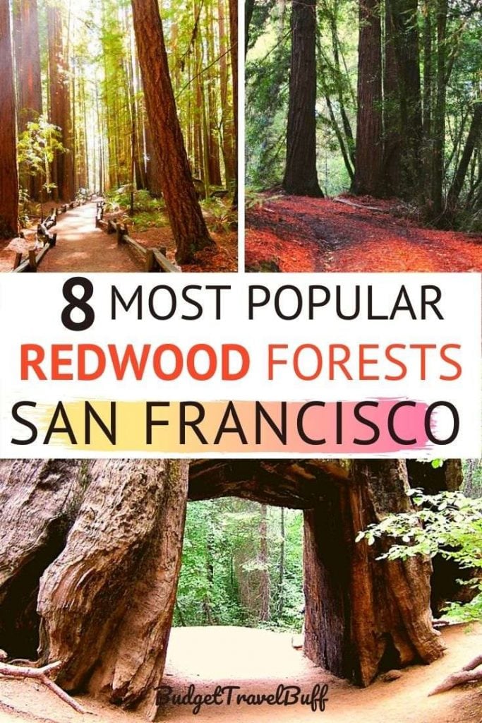 best redwood forests in san francisco