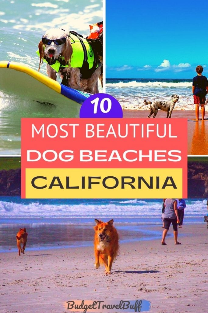 best dog friendly beaches in California