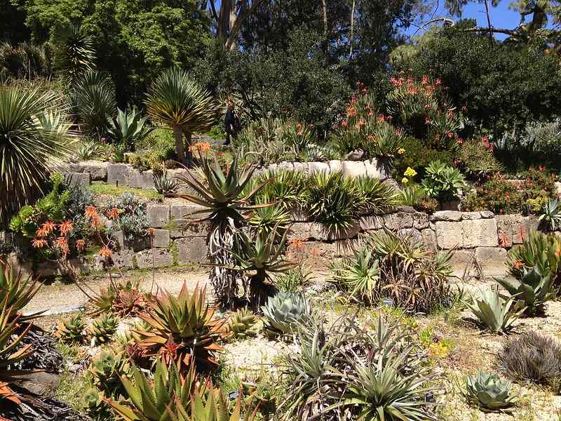Best Botanical Gardens in California | San Francisco Botanical Garden