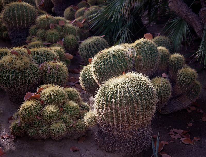 Cacti at Moorten Botanical Garden