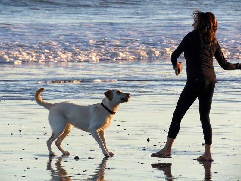 best dog beaches in san diego