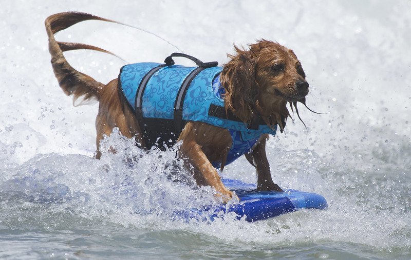 Coronado Dog Beach | dog-friendly beaches in San Diego