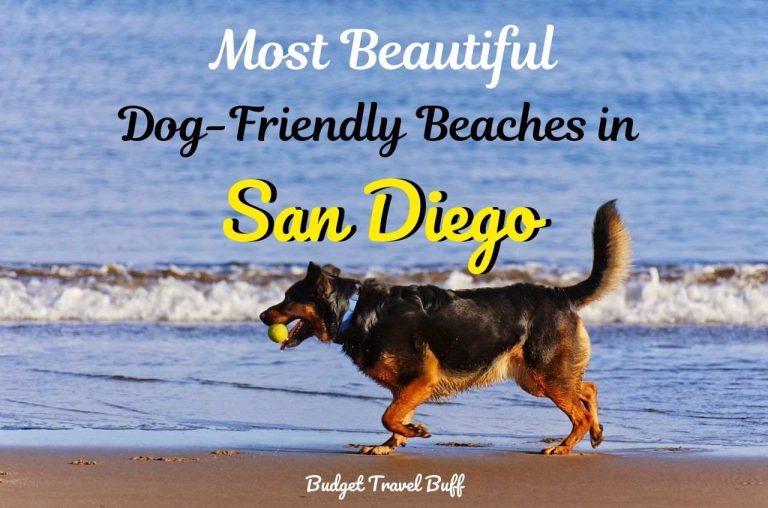 10 Best Dog Beaches in San Diego, California