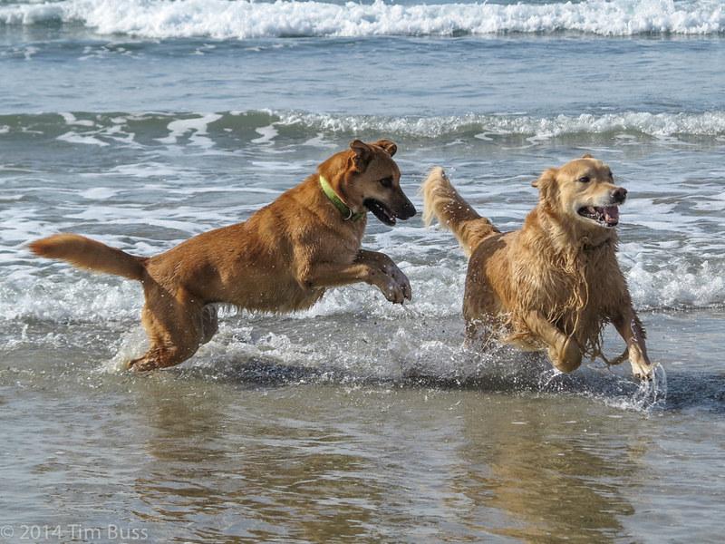 Dog- friendly beaches in San Diego | Del Mar North Dog Beach