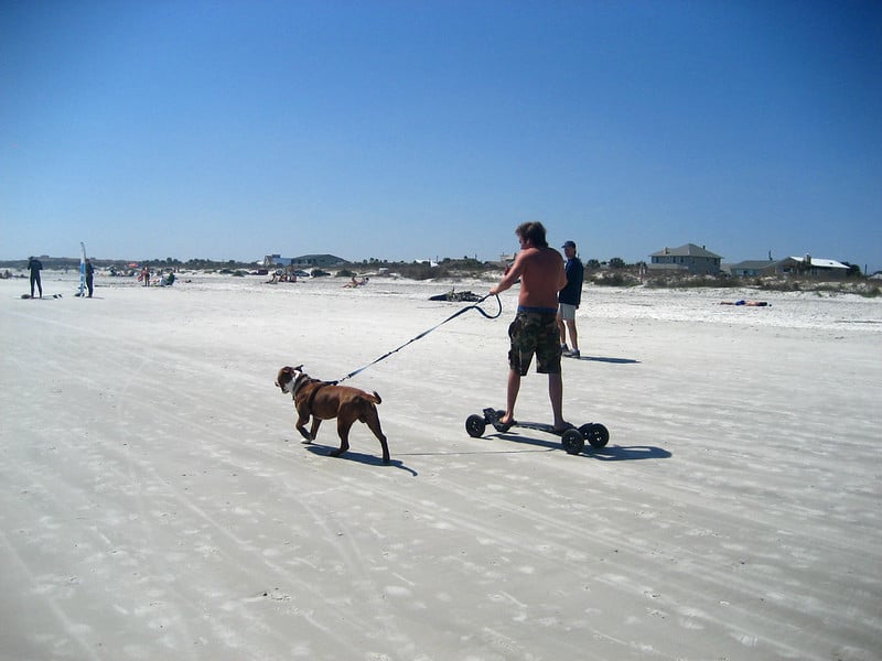 St. Augustine Dog Beach in Florida 