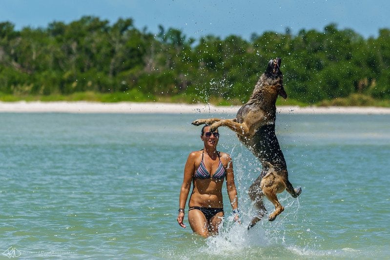 dog beaches in Florida | Brohard Paw Park