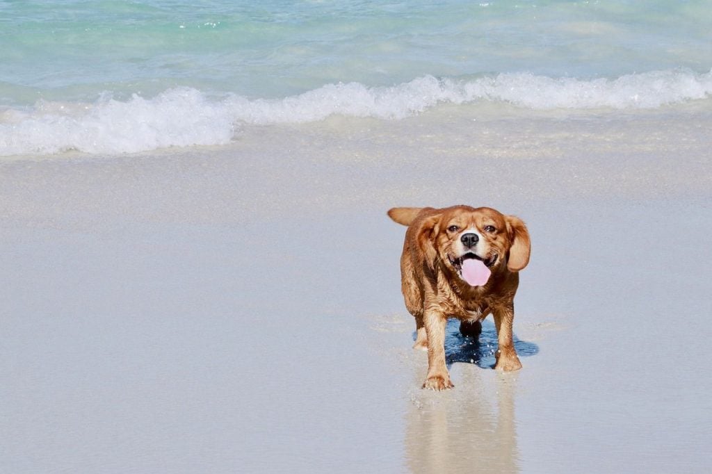 Haulover Beach Dog Park, Dog beach in Miami