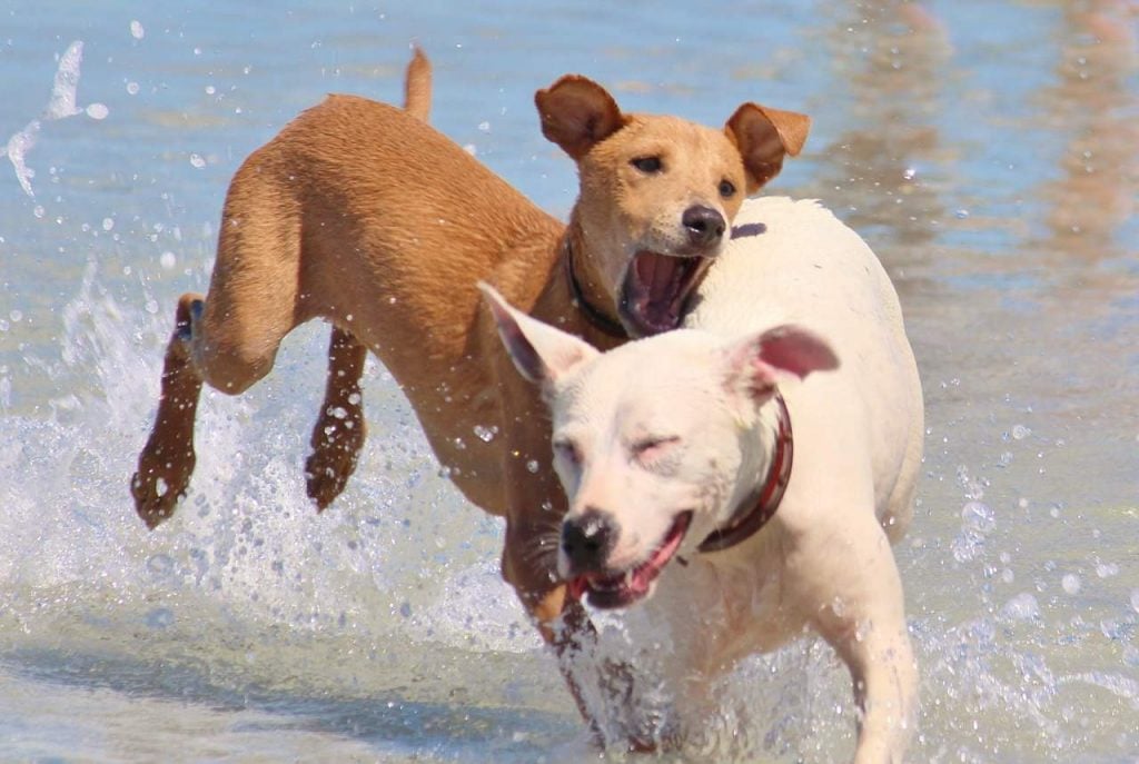 14 Best Dog-friendly beaches in Florida
