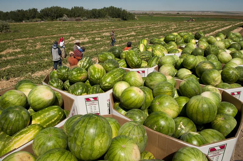 most inexpensive places to live in Oregon | Watermelon Harvesting in Hermiston