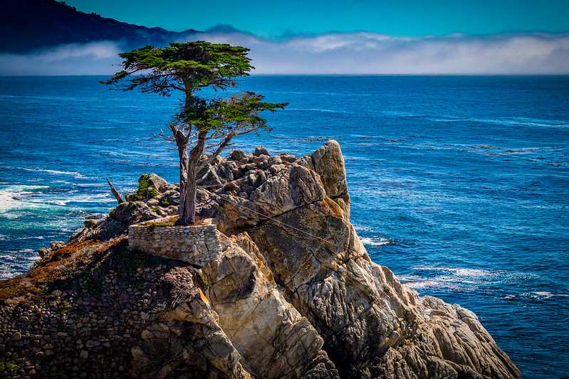 Lone Cypress in Carmel by the Sea