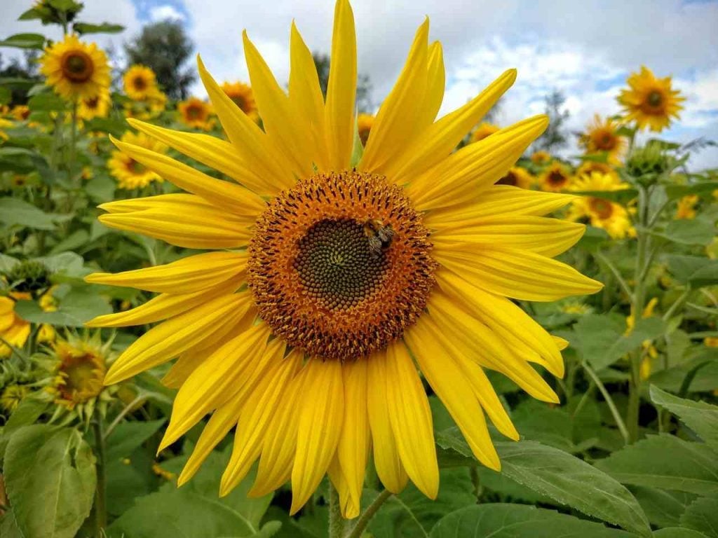 best California Sunflower Field | Pedrick Produce