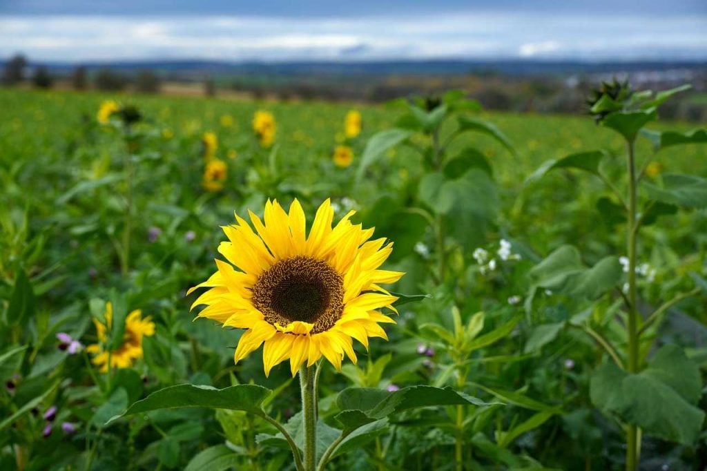 best California sunflower farms | Swank Farms