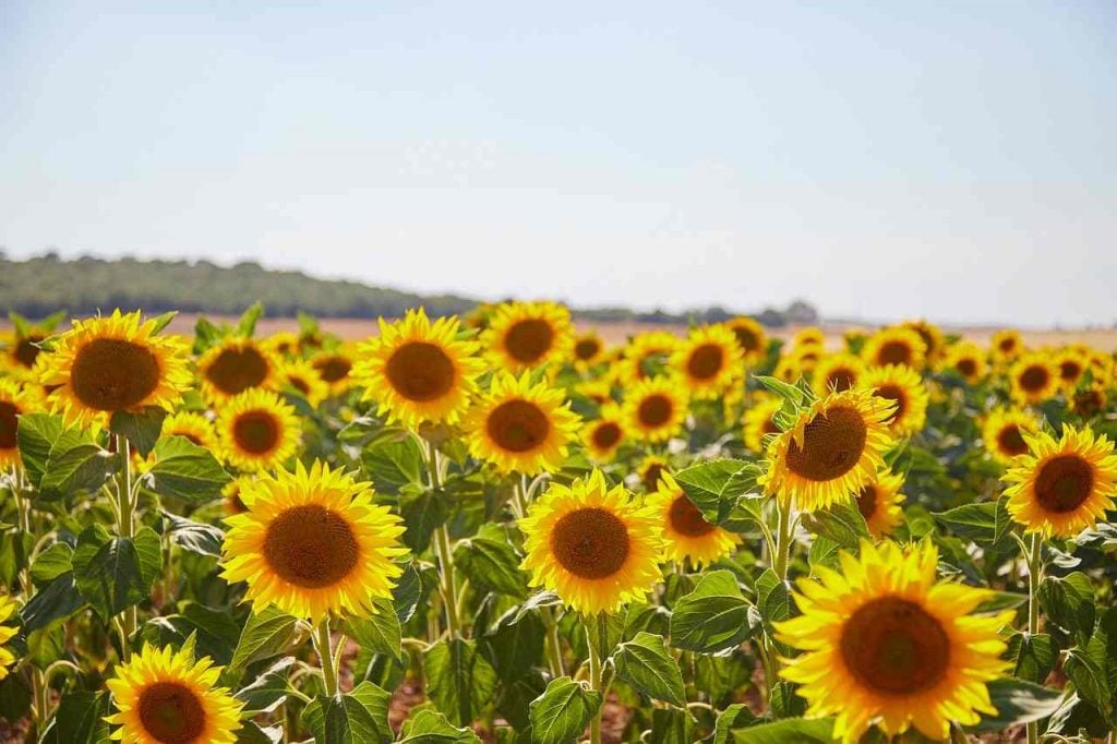 best sunflower fields in Southern California | Tanaka Farms