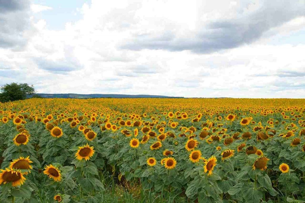 Currey Road Sunflower Fields