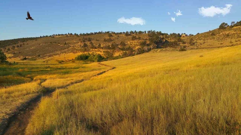 Pineridge Natural Area in Fort Collins