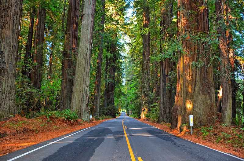 Scenic Drive through the Redwoods
