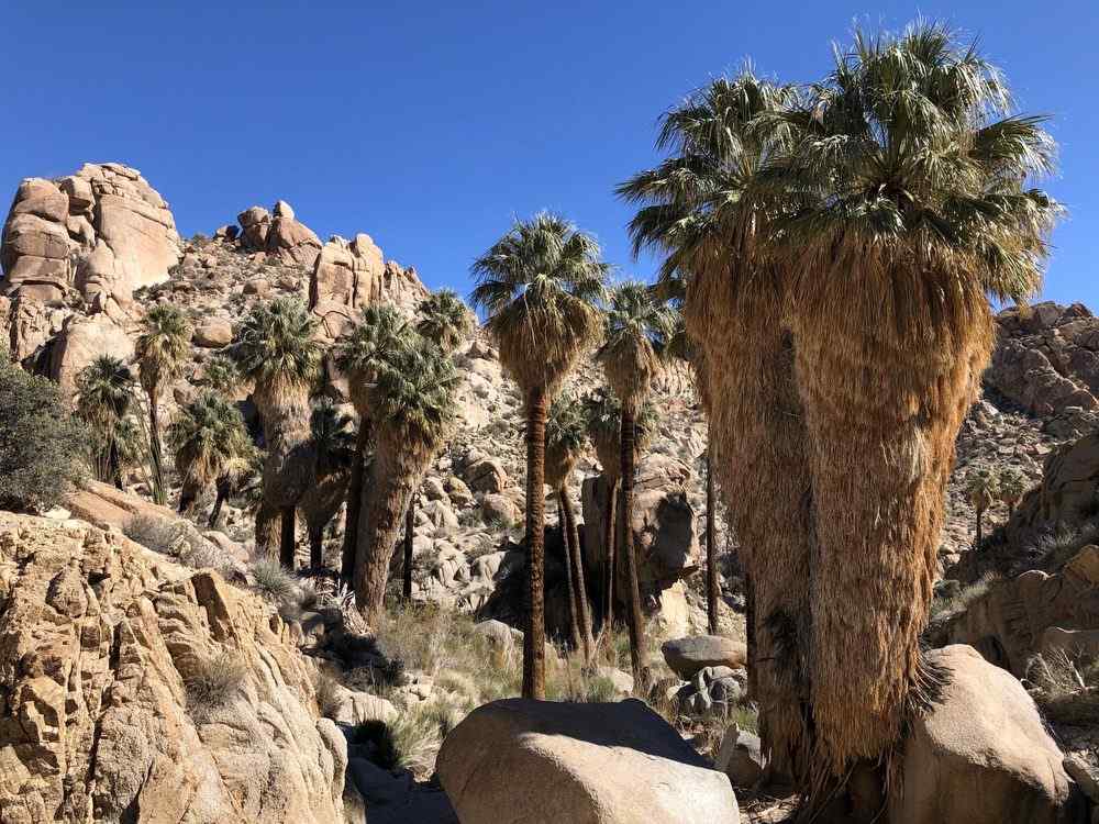 Lost Palm Oasis