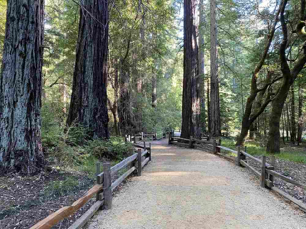 Sequoia Trail