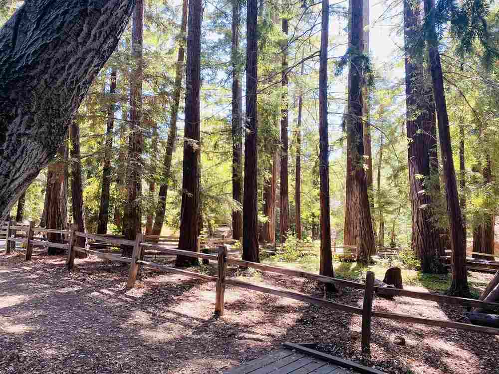 Hikes in Santa Cruz | Redwood Grove Loop Trail