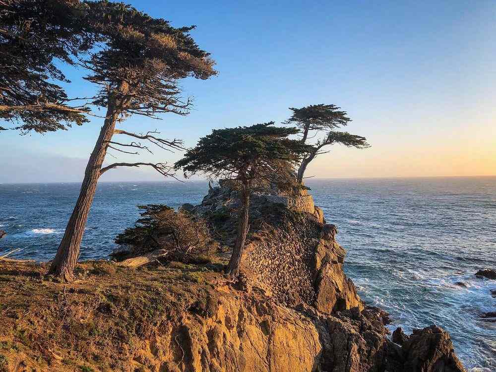 Big Sur itinerary | Lone Cypress