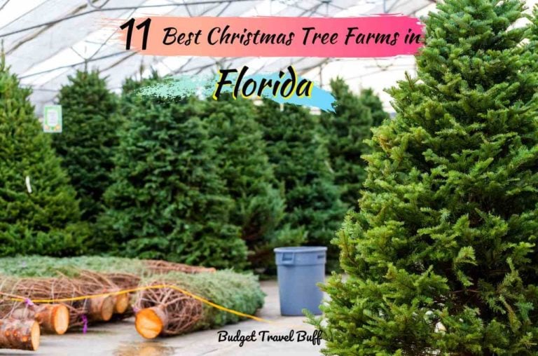 11 Best Christmas Tree Farms in Florida in 2023