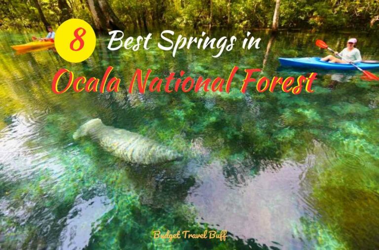 8 Prettiest Springs in Ocala That Everyone Must Visit