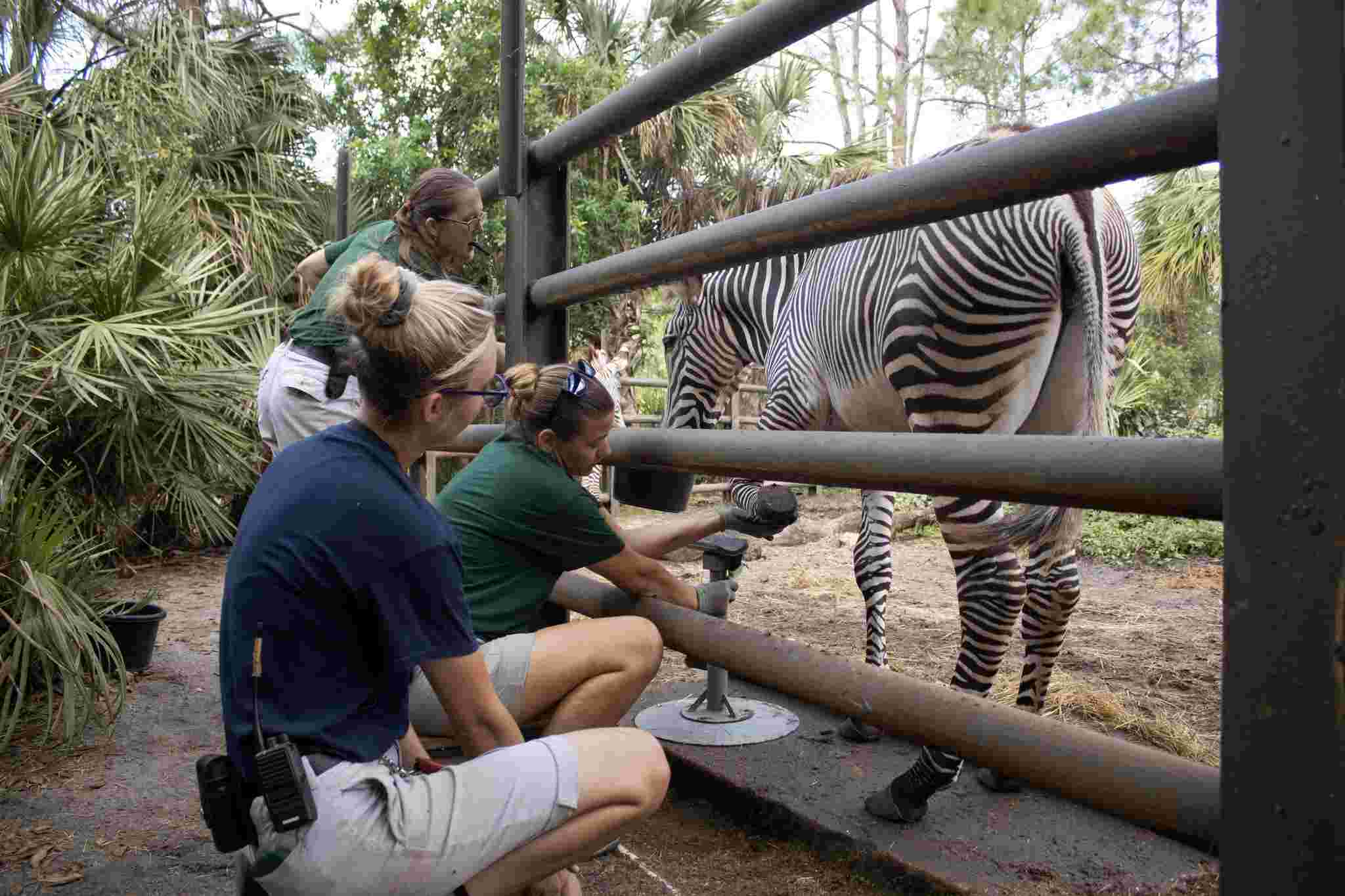 Kids' Choice: 9 Best Zoos In Florida For Family Adventures