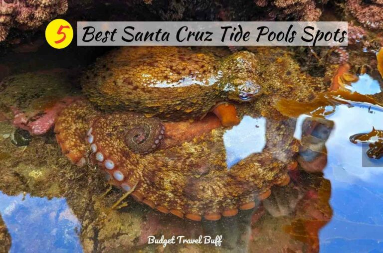 5 Best Santa Cruz Tide Pools Spots in California
